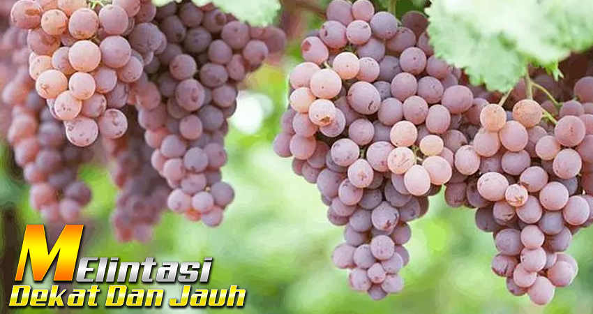 Menikmati Kelezatan Wine Khas Armenia