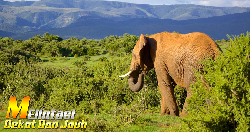 Berpetualang di Taman Nasional Addo Elephant